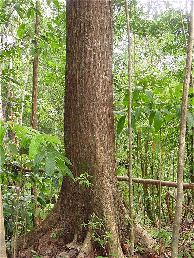 Plantatian Fijian Mahogany Could Rescue Spanish Cedar Users